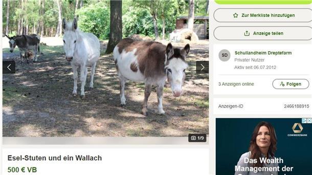 Fünf Esel stehen zum Verkauf: Screenshot von „Kleinanzeigen“