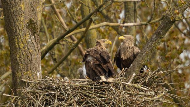 Fünf Seeadlerpaare ziehen in der Wesermarsch in diesem Frühjahr insgesamt zwölf Jungvögel groß. Das Butjenter Adlerpaar in Widders hat drei Junge im Nest.