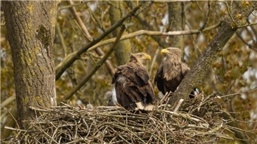 Fünf Seeadlerpaare ziehen in der Wesermarsch in diesem Frühjahr insgesamt zwölf Jungvögel groß. Das Butjenter Adlerpaar in Widders hat drei Junge im Nest.