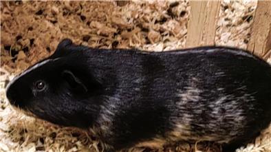 Für das einjährige Meerschweinchen sucht das Tierasyl neue Besitzer.