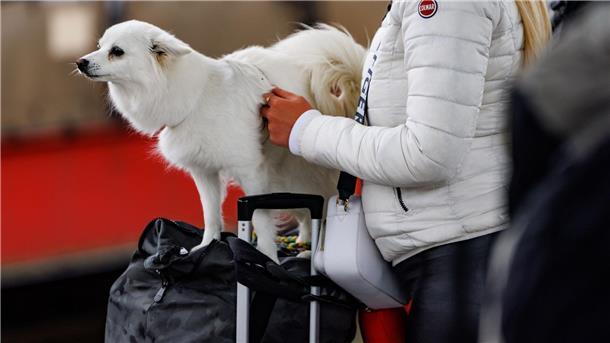 Bahn bietet Hunde-Fahrkarte jetzt auch als Online-Ticket an Für größere Hunde wird die Hälfte des Fahrpreises eines normalen Tickets fällig.