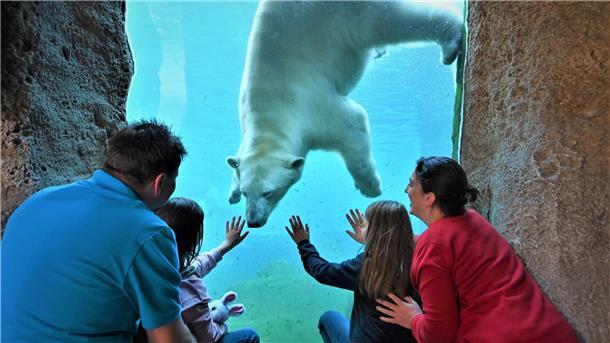 Eisbär. Zoo. Familie