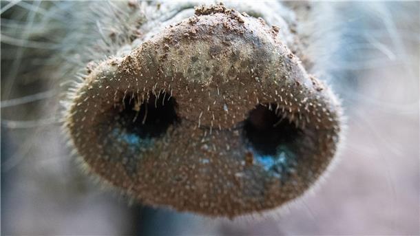 Für Menschen und andere Tierarten ist die Viruserkrankung ungefährlich - bei Haus- und Wildschweinen dagegen unheilbar und verläuft fast immer tödlich.