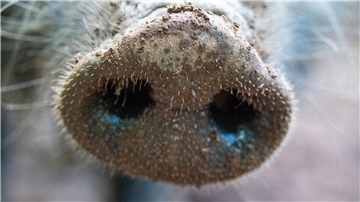 Für Menschen und andere Tierarten ist die Viruserkrankung ungefährlich - bei Haus- und Wildschweinen dagegen unheilbar und verläuft fast immer tödlich.