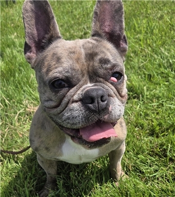 Hundedame Olja