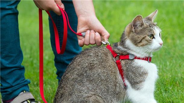 Katzen an der Leine - Harmlos oder Gefahr fürs Tierwohl? Für unterforderte Wohnungskatzen kann es eine Bereicherung sein, sich an Geschirr und Leine in einem sicheren Bereich in direkter Wohnungsnähe aufhalten zu können. (Archivbild)