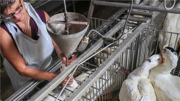 Gänse werden auf einem Hof in Belgien für die Produktion von Foie Gras (Stopfleber) gefüttert. (Archivbild)
