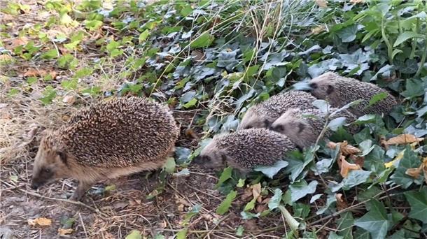 Gärten sollten nicht zu aufgeräumt sein. Denn: Tagsüber suchen Igel auch in Hecken, Steinhaufen oder im Kompost nach Schutz.