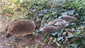 Gärten sollten nicht zu aufgeräumt sein. Denn: Tagsüber suchen Igel auch in Hecken, Steinhaufen oder im Kompost nach Schutz.