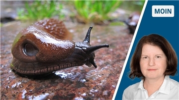 Eine Spanische Wegschnecke, auch Nacktschnecke genannt.