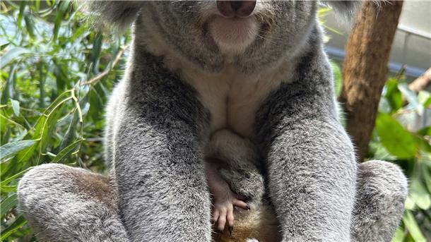 Stuttgarts Koala-Nachwuchs kommt neugierig aus den Beuteln Ganz vorsichtig strecken die jungen Tiere Köpfchen und Beinchen aus dem Beutel der Mama.