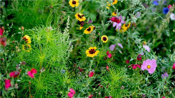 Garten bedeutet nicht unbedingt Idylle. Das beweist ein Nachbarschaftsstreit in Brake, der vor Gericht endete.