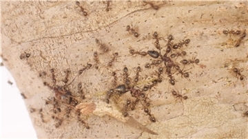 Gebietsfremde Großköpfige Ameisen (Pheidole megacephala) vertreiben heimische Crematogaster-Ameisen.