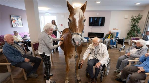 Kommt ein Pferd in den Speisesaal - Stute besucht Pflegeheim Geduldig lässt sich die Haflinger-Stute striegeln.