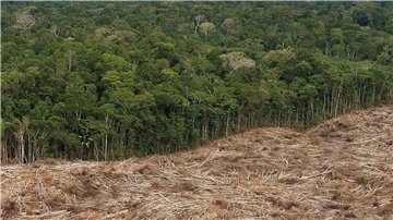 Gefällte Bäume liegen am Rande des Urwaldes in der Amazonasregion in Brasilien.