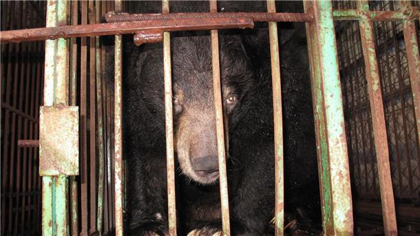 Vietnam: Hoffnung auf Ende der Qualen für Gallebären Gefangen: Ein asiatischer Schwarzbär in einem engen Metallkäfig auf einer Bärengallefarm.