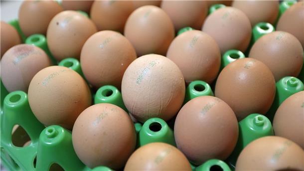 Geflügelhalter rechnen mit weiter steigenden Eierpreisen in Deutschland.