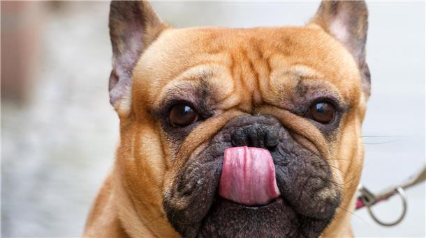 Geht doch! Sein Frauchen oder Herrchen muss in Nordenham nicht mehr Hundesteuer zahlen. Der Finanzausschuss des Stadtrats hat den Antrag der Verwaltung auf Erhöhung der Hundesteuer abgelehnt. Andere Steuern hingegen werden in Nordenham erhöht oder eingeführt.