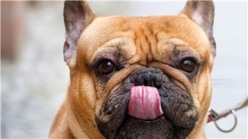 Geht doch! Sein Frauchen oder Herrchen muss in Nordenham nicht mehr Hundesteuer zahlen. Der Finanzausschuss des Stadtrats hat den Antrag der Verwaltung auf Erhöhung der Hundesteuer abgelehnt. Andere Steuern hingegen werden in Nordenham erhöht oder eingeführt.