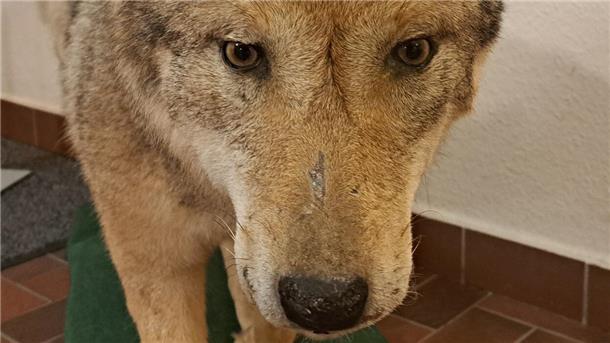 Geht es dem Wolf bald an den Kragen? Im Hagener Rathaus wurde im Frühjahr ein ausgestopftes Tier ausgestellt.