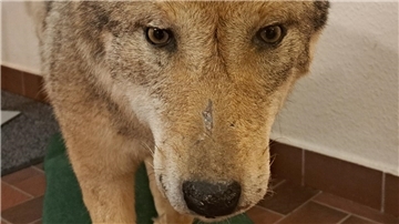 Geht es dem Wolf bald an den Kragen? Im Hagener Rathaus wurde im Frühjahr ein ausgestopftes Tier ausgestellt.