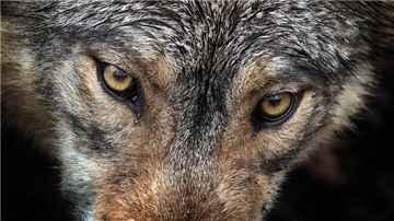 Geht es dem Wolf im Cuxland nun an den Kragen? Der Schnellabschuss soll die Jagd nach einem Nutztierriss erleichtern. 