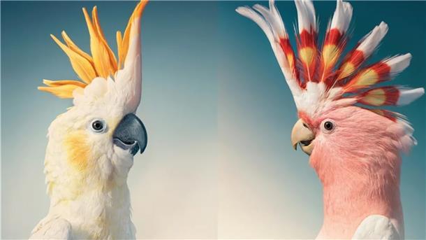 Gelbwangenkakadu und Inka-Kakadu blicken sich auf einer Doppelseite des Fotobandes "Vögel" von Tim Flach an.