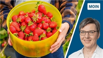 Collage Erdbeeren/Portrait Andrea Vogt