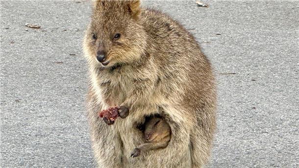 Australiens Selfie-Stars: Zu Gast bei den lächelnden Quokkas Gerade sind die Jungtiere geboren und lugen aus dem Beutel der Mutter hervor.