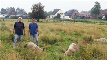 Gerd Hillen (rechts) und sein Freund Heinz Blendermann stehen vor insgesamt sieben verendeten Schafen, die auf der Weide direkt hinter dem Haus der Familie Hillen getötet wurden.