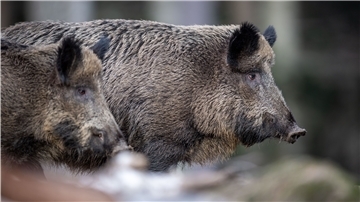 Gesellschaftsjagden auf Schwarzwild sind auch für die Vorsitzende der Zevener Jägerschaft, Behlke Mohrmann aus Rhadereistedt, das entscheidende Mittel zum Erfolg. Nur mit der Einzeljagd lassen sich nach ihrer Auffassung die Bestände nicht reduzieren.