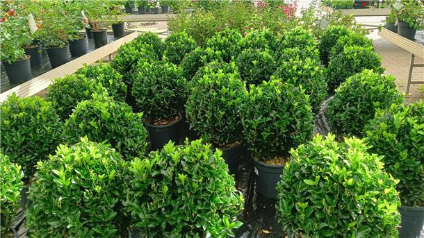 Gesunde Buchsbäume, wie hier im Gartencenter Wassenaar, gibt es in vielen Gärten nicht mehr. In Bremerhaven sind bereits 90 Prozent der Buchsbäume vom Buchsbaumzünsler befallen.