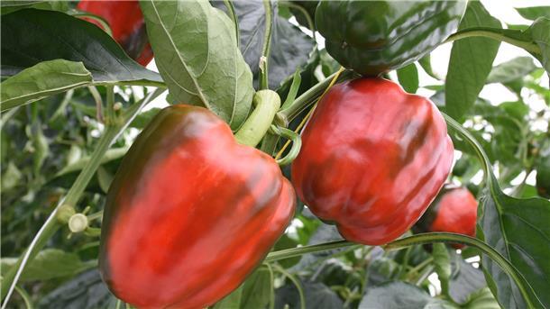 Paprika im Gewöchshaus