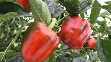 Paprika im Gewöchshaus