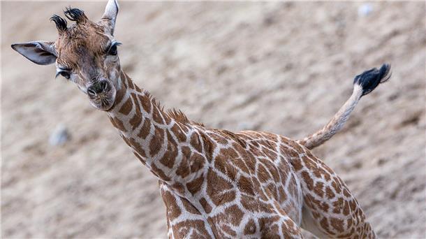 Giraffen-Baby erstmals draußen im Schweriner Zoo zu sehen Giraffen-Bulle Mojo erkundete erstmals das Außengehege des Schweriner Zoos.