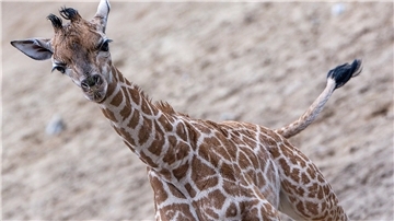 Giraffen-Bulle Mojo erkundete erstmals das Außengehege des Schweriner Zoos.