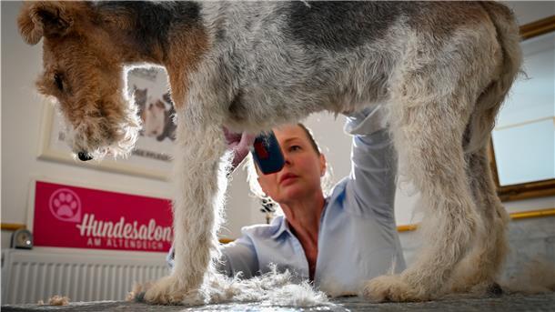 Gitta Dierksen macht Foxterrier-Hündin Trixie wieder „flott“. Zuerst kommt die dicke Wolle ab.