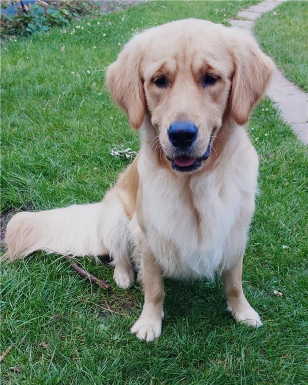 Sie arbeiten nicht mit dem Hier und Jetzt: Demenz erfordert speziellen Umgang Golden Retriever „Balou"