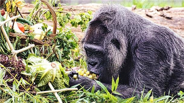 Gorilla-Dame Fatou feiert 67. Geburtstag im Berliner Zoo Gorilla Fatou feiert ihren 67. Geburtstag im Zoo Berlin.