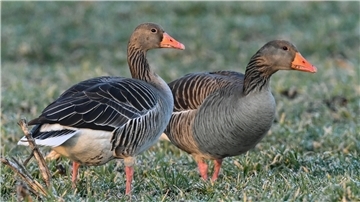 Graugänse rasten zu abertausenden in der Wesermarsch, werden immer zahlreicher, bleiben immer länger und richten dabei viel Schaden in der Landwirtschaft an.