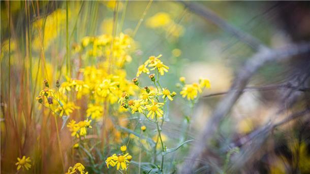 Greiskrautblüten verleihen der Heidelandschaft gelbe Farbtupfer.