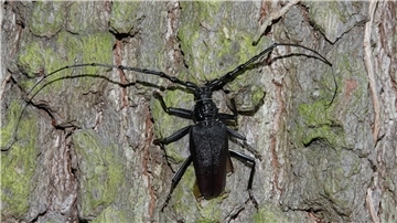 Große Eichenbock-Käfer werden bis zu sechs Zentimeter groß und tragen auffällig lange Fühler.
