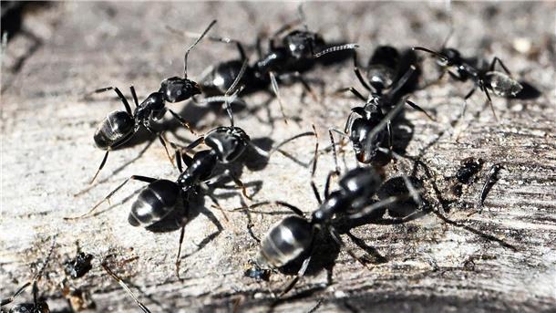 Ameisen plagen einen Ort Große Mengen an Ameisen ziehen durch die Gemeinde Schutterwald.