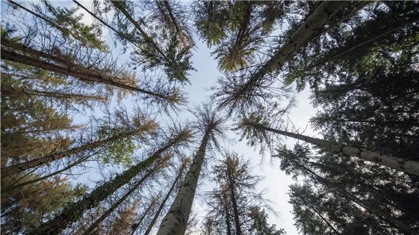 Große Teile der Wälder sind nach langer Dürre und Stürme von Borkenkäfern befallen.
