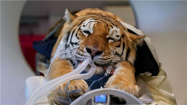 Bilder des Tages Großkatze Luca im CT.