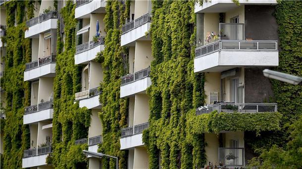 Städte im Hitze-Check: Heißes Mannheim, kühles Hattingen Grünpflanzen schaffen Verdunstungskühle - auch wilder Wein wie hier an einer Fassade in Berlin.