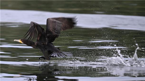 Gut ein halbes Kilo Fisch kann der Kormoran laut Experten am Tag verspeisen.