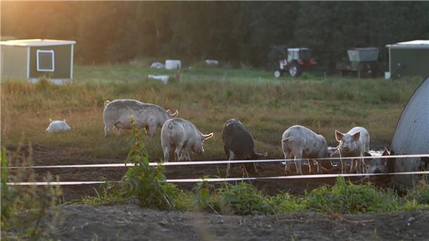 Guten Morgen, liebe Weideschweine!