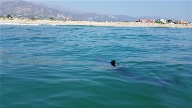 Küsten-Kinderstube: Junge Weiße Haie sind gern nah am Strand Haie sind nach ihrer Geburt direkt auf sich allein gestellt.