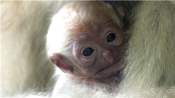 Hainan-Schopfgibbons sind eine besonders bedrohte Affenart.